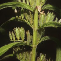 Andrographis echioides (L.) Nees